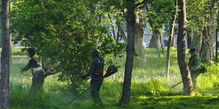 Timișoara, sufocată de buruieni