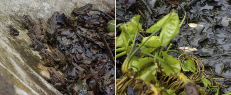 Dezastru ecologic în „Pădurice”