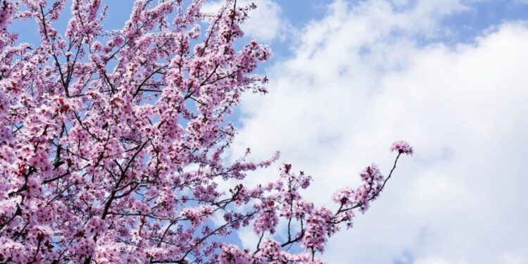 Ciudățenii de iunie