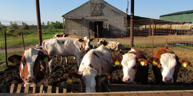 Amenzi costisitoare pentru crescătorii de animale din oraș