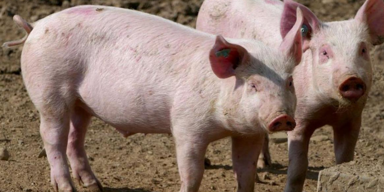 Focare de pestă porcină africană confirmate în județul Timiș