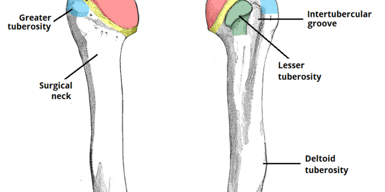 Pacienții cu fractură de humerus proximal se confruntă cu rate ridicate ale mortalității