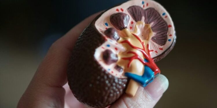 Rinichii de porc modificați genetic arată rezultate promițătoare în transplant