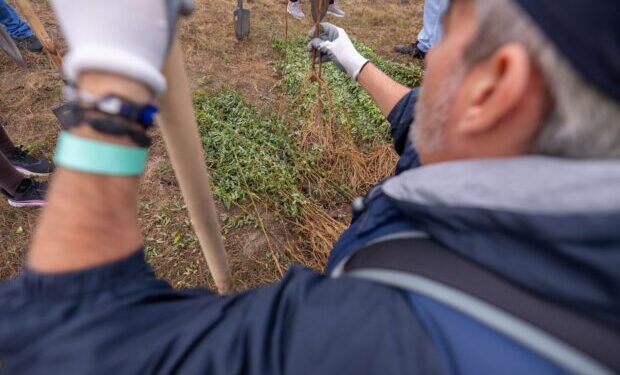 Pădurea CODRU crește la Ianova