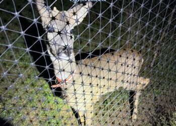 Braconieri cercetați penal