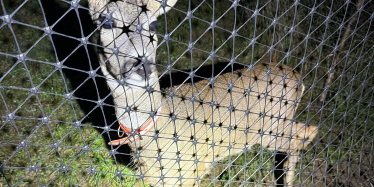 Braconieri cercetați penal