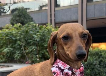 Iulius Town a devenit pet friendly