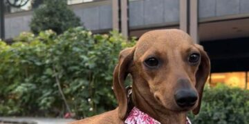 Iulius Town a devenit pet friendly