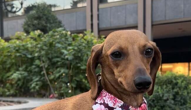 Iulius Town a devenit pet friendly