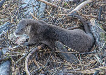 Vidrele și bizamii în suferință