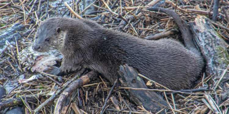 Vidrele și bizamii în suferință