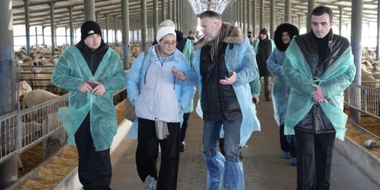 Ovine românești trimise la export