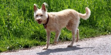 Protest împotriva eutanasierii câinilor