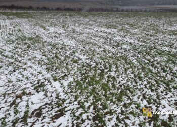 Culturile de câmp în repaus