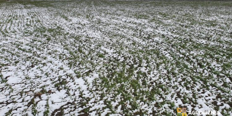 Culturile de câmp în repaus