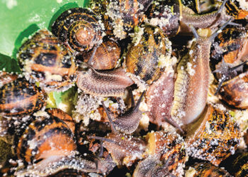 Republica Melcu’ cu excedent