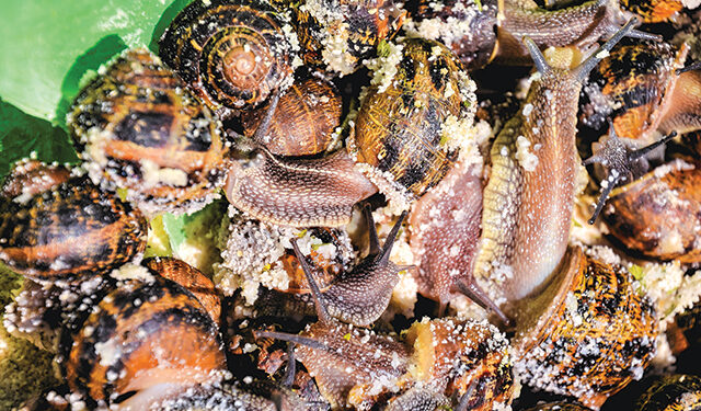 Republica Melcu’ cu excedent