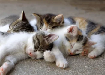 Căsuțe pentru pisici în Timișoara