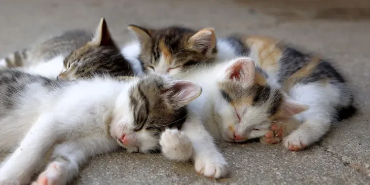 Căsuțe pentru pisici în Timișoara