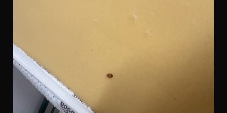 APOCALIPSA PLOȘNIȚELOR ÎN TIMIȘOARA