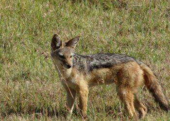 Șacali prin Calea Aradului