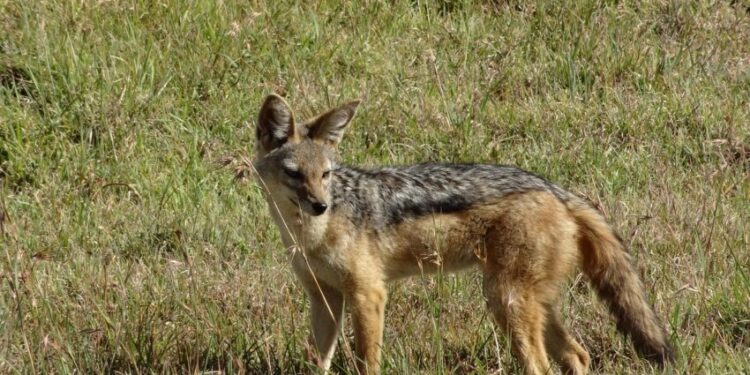 Șacali prin Calea Aradului